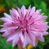 sementes de centaurea rosa 9209 e1496275609493