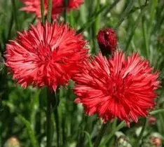 sementes de centaurea vermelha 2 4 e1496274822485