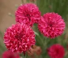 sementes de centaurea vermelha 2 5 e1496274797672