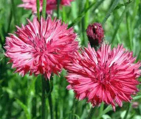 sementes de centaurea vermelha 2 6 e1496274724451