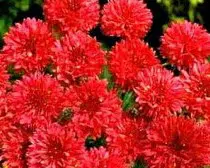 sementes de centaurea vermelha 2 7 e1496274748121