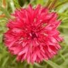 sementes de centaurea vermelha 6507 e1496274918967