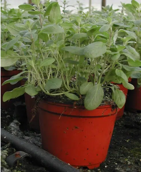 sementes manjerona 2 5 e1495995024777