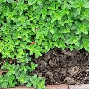 sementes manjerona 2 8 e1496272269933