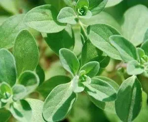 sementes manjerona 2 9 e1495994914544