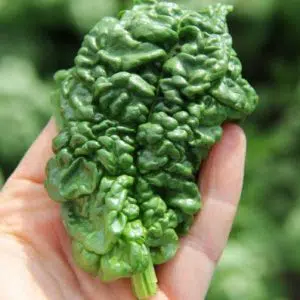 sementes organicas de espinafre bloomsdale 4344 e1495989426846