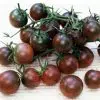 sementes organicas de tomate black cherry 5787 e1495314120978