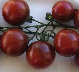 Sementes Tomate Black Cherry ORGÂNICO