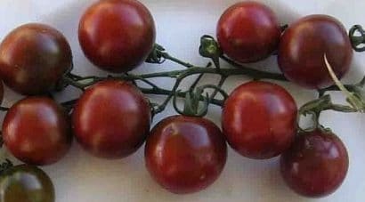 sementes tomate black cherry organico 2 2 e1495137292784