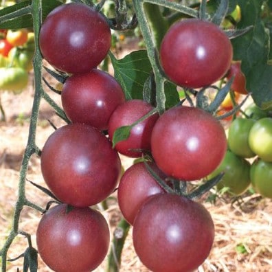 sementes tomate black cherry organico 2 e1495137312132