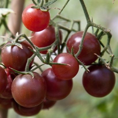 sementes tomate black cherry organico 4696