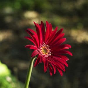 aster escarlate serenata