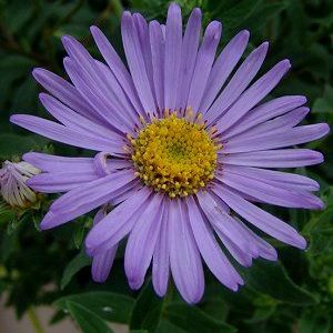 aster serenata lavanda