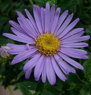 aster serenata lavanda