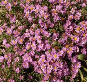 aster serenata rosa 2 2 e1494962286730