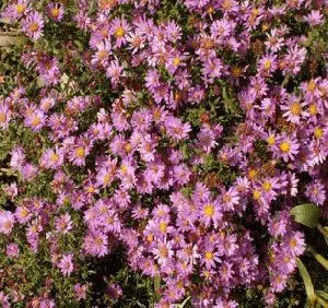 aster serenata rosa 2 2 e1494962286730