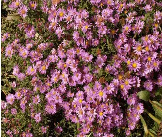 aster serenata rosa 2 2 e1494962286730