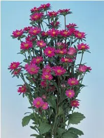 aster serenata rosa 2 e1494962334979
