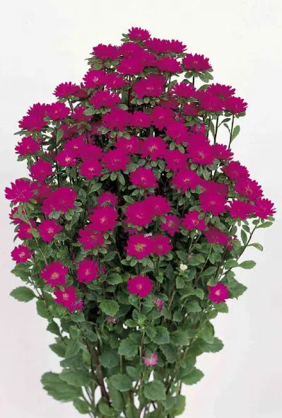 aster serenata rosa 9866 e1495937192130