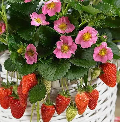comprar sementes de morango sensacao 2 13 e1495127571832