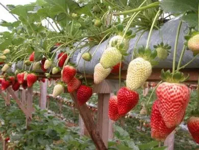 comprar sementes de morango sensacao 2 7 e1495127738245