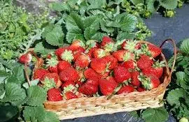 comprar sementes de morango sensacao 2 8 e1495127717481