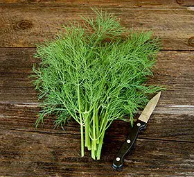 comprar sementes organicas de endro aneto 2 10 e1495113966905