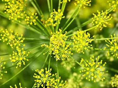 comprar sementes organicas de endro aneto 2 3 e1495114253513