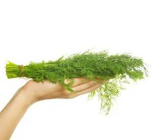 comprar sementes organicas de endro aneto 2 4 e1495114208818