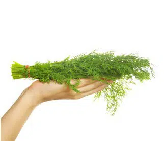 comprar sementes organicas de endro aneto 2 4 e1495114208818