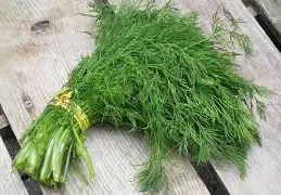 comprar sementes organicas de endro aneto 2 8 e1495114008119