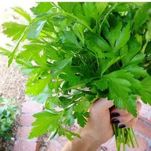 comprar sementes organicas de salsa gigante italiana organico 2 5 e1495135002109