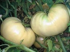 comprar sementes organicas de tomate great white beefsteak 2 10 e1495113545175