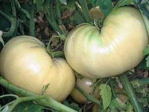 comprar sementes organicas de tomate great white beefsteak 2 2 e1495113728759