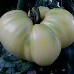 comprar sementes organicas de tomate great white beefsteak 2 4 e1495113687341