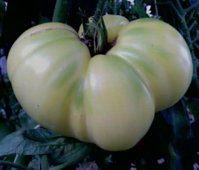 Comprar Sementes Orgânicas de Tomate Great White Beefsteak