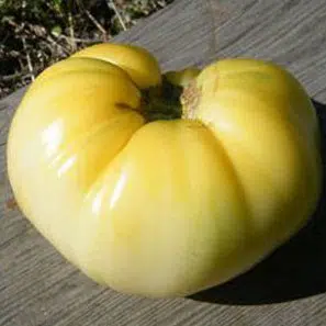 comprar sementes organicas de tomate great white beefsteak 2 5 e1495113660769