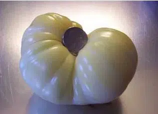 comprar sementes organicas de tomate great white beefsteak 2 7 e1495113605939