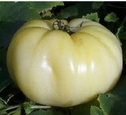 comprar sementes organicas de tomate great white beefsteak 2 9 e1495113565199