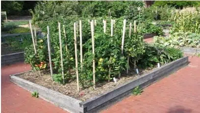 comprar sementes organicas tomate moneymaker 2 5 e1495132256157