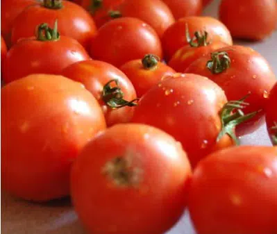 comprar sementes organicas tomate moneymaker 2 6 e1496854398662