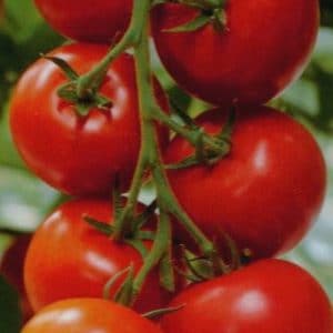 comprar sementes organicas tomate moneymaker 2 7 e1495132124873