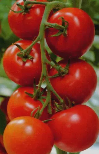comprar sementes organicas tomate moneymaker 2 7 e1495132124873
