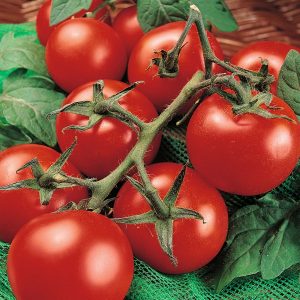 comprar sementes organicas tomate moneymaker 2 8