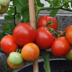 comprar sementes organicas tomate moneymaker 2 9 e1495131631695