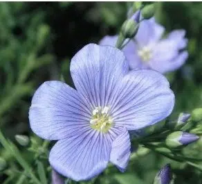 linho de jardim azul 2 2 e1494949535577