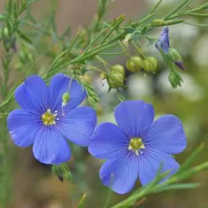 linho de jardim azul 2 5 e1494942553744