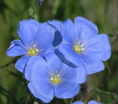 linho de jardim azul 2 6 e1494942521835