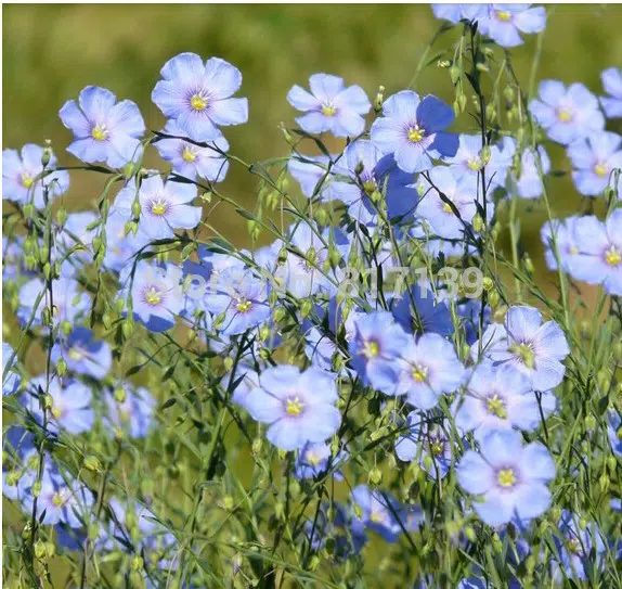 linho de jardim azul 2 e1494949560265