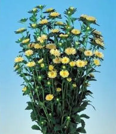 sementes de aster serenata amarela 2 2 e1495048575384